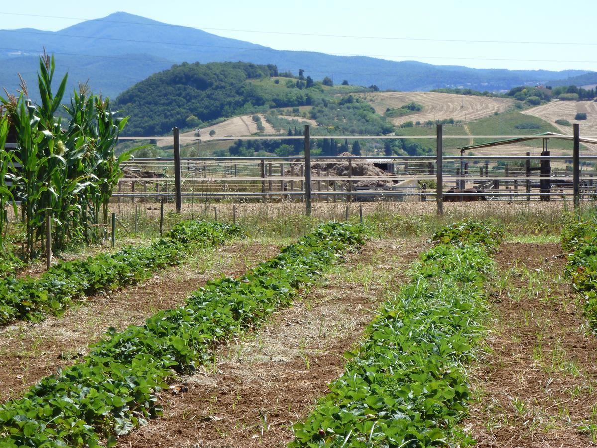 Agriturismo San Marco Otel Rosignano Marittimo Dış mekan fotoğraf