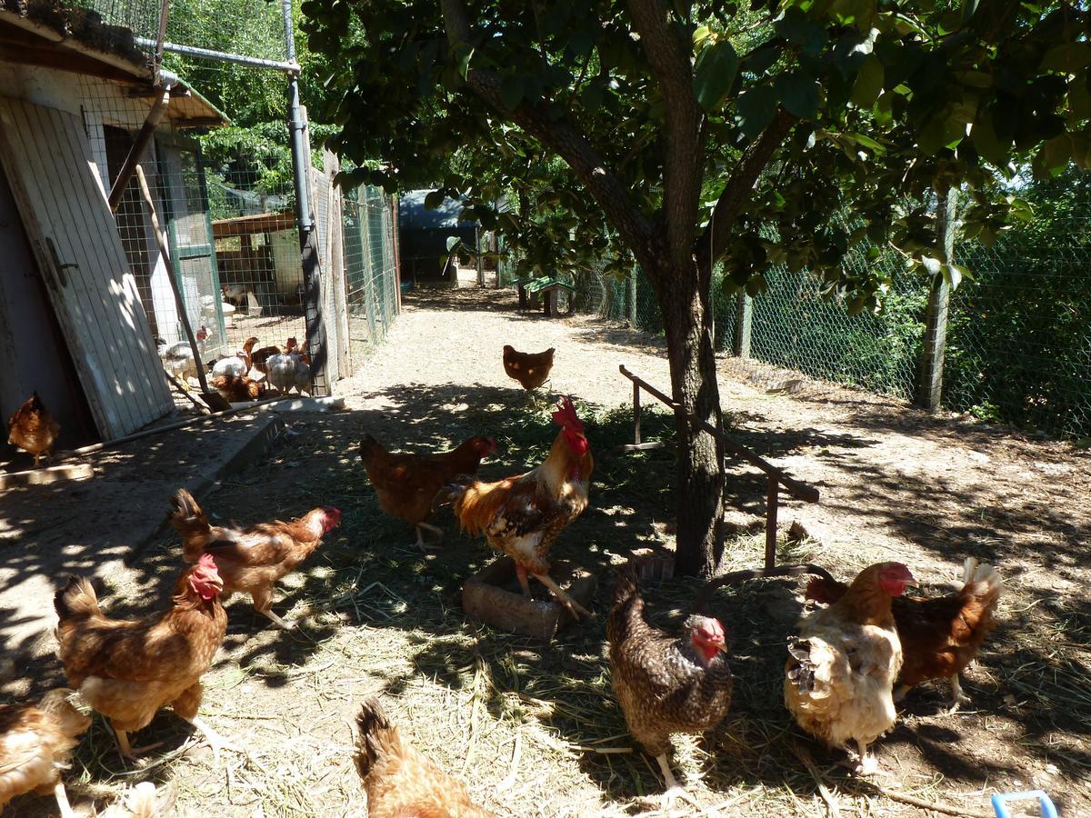 Agriturismo San Marco Otel Rosignano Marittimo Dış mekan fotoğraf